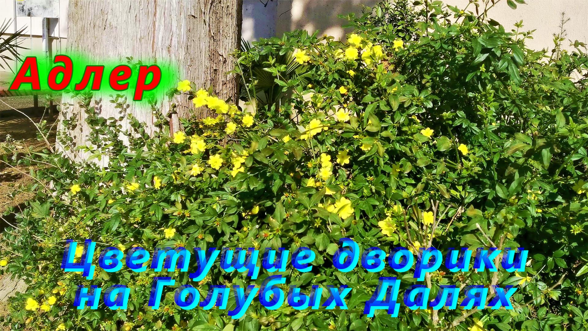 Цветущие дворики Адлера на Голубых Далях смотреть онлайн