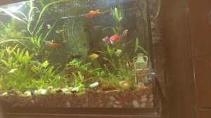 Уменьшение шума от компрессора и от пузырьков воздуха из распылителя у аквариуме.