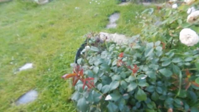 Розы.Сад.Вечерняя прогулка.Roses.Garden.Evening walk. смотреть онлайн