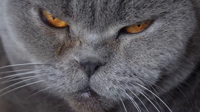 Обзор Сиамской Кошки смотреть онлайн