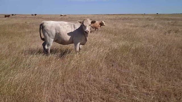 полтора годовалая телка аулиеколской породы и телята смотреть онлайн