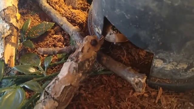 содержание тараканов  архемандритов