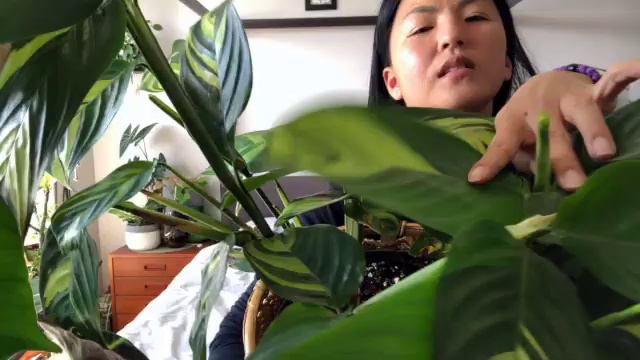 February & March Plant Haul смотреть онлайн