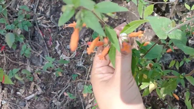 Té nurite, té de monte, limoncillo o tabaquillo: herencia de la medicina tradicional purépecha смотреть онлайн
