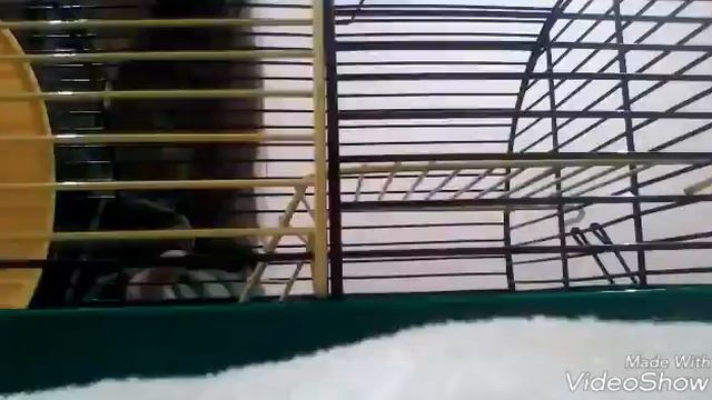 У меня появилась клетка-Соня пропала смотреть онлайн