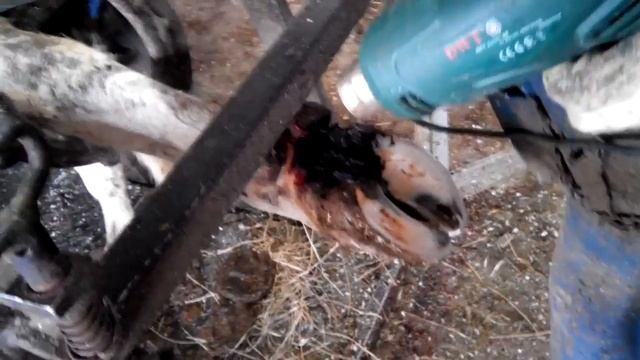 Лечение копыт крупного рогатого скота смотреть онлайн