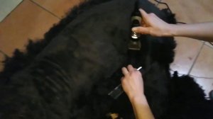 Стрижка Русского черного терьера под ноль.