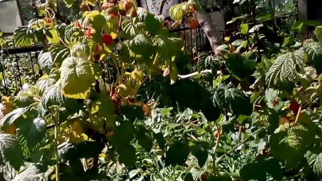 Малина. Август. Прищипывание малины в августе. смотреть онлайн