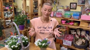 Кампанулы махровая | Растение Жених и невеста | Обзор нескольких сортов