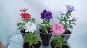 Вербена, выращивание в домашних условиях.