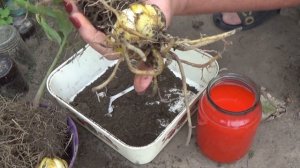 ЛИЛИИ ОСЕНЬЮ   ЧАСТЬ 2 Как  делить лилии   и как сажать лилии