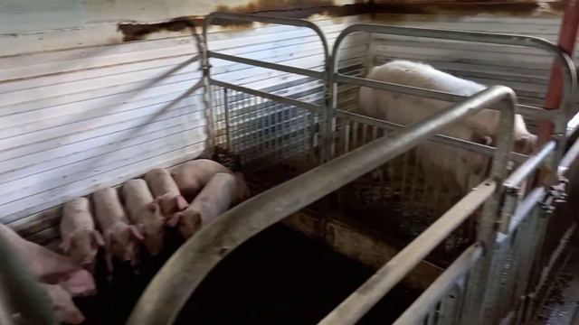 ❗## Рожа свиней, какие препараты я использую ##❗Ездил к товарищу на обзор нового сарая ##❗ смотреть онлайн