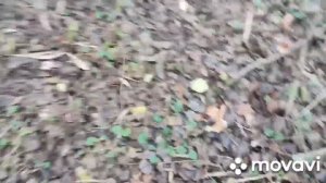 Ловля фазана на петли.