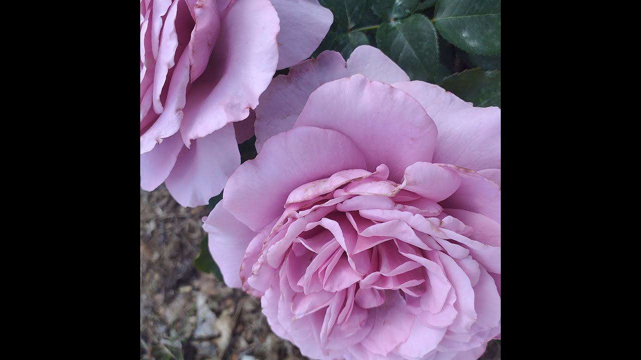 Молодые розы . Развитие. Цветение смотреть онлайн