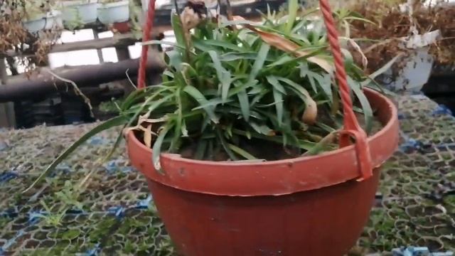 Обзор черенков от "Агровиола" в конце января.? Моё мнение о фирме. Ответ на вопрос подписчиков! смотреть онлайн