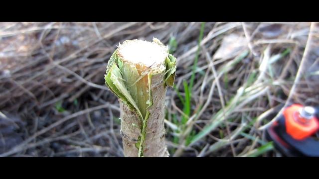 Прививка плодовых деревьев. Хороший, простой, надежный способ. Прививка груши весной. смотреть онлайн