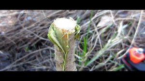 Прививка плодовых деревьев. Хороший, простой, надежный способ. Прививка груши весной.