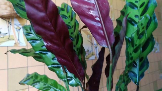 ??Обзор растений в июне ч.2! Мои комнатные растения/цветы! смотреть онлайн