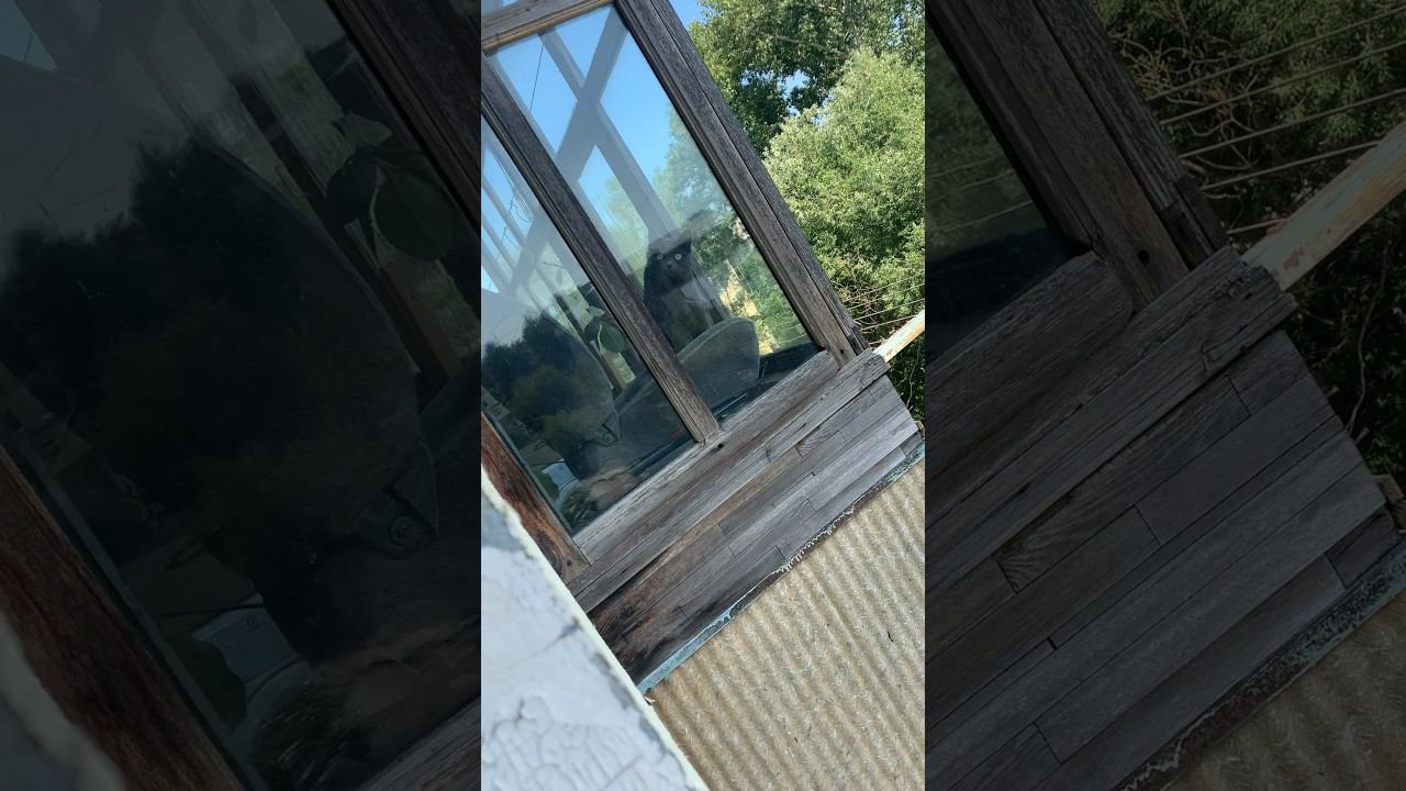 Прикольный кот следит за нами смотреть онлайн