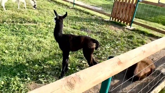 Dobelnieki mini zoo. Мини зоопарк, Ламы, Верблюд кролики и кенгуру. смотреть онлайн