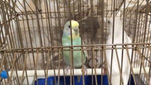 Как понять что попугаи хотят размножаться, беременность, выведение птенцов..mp4