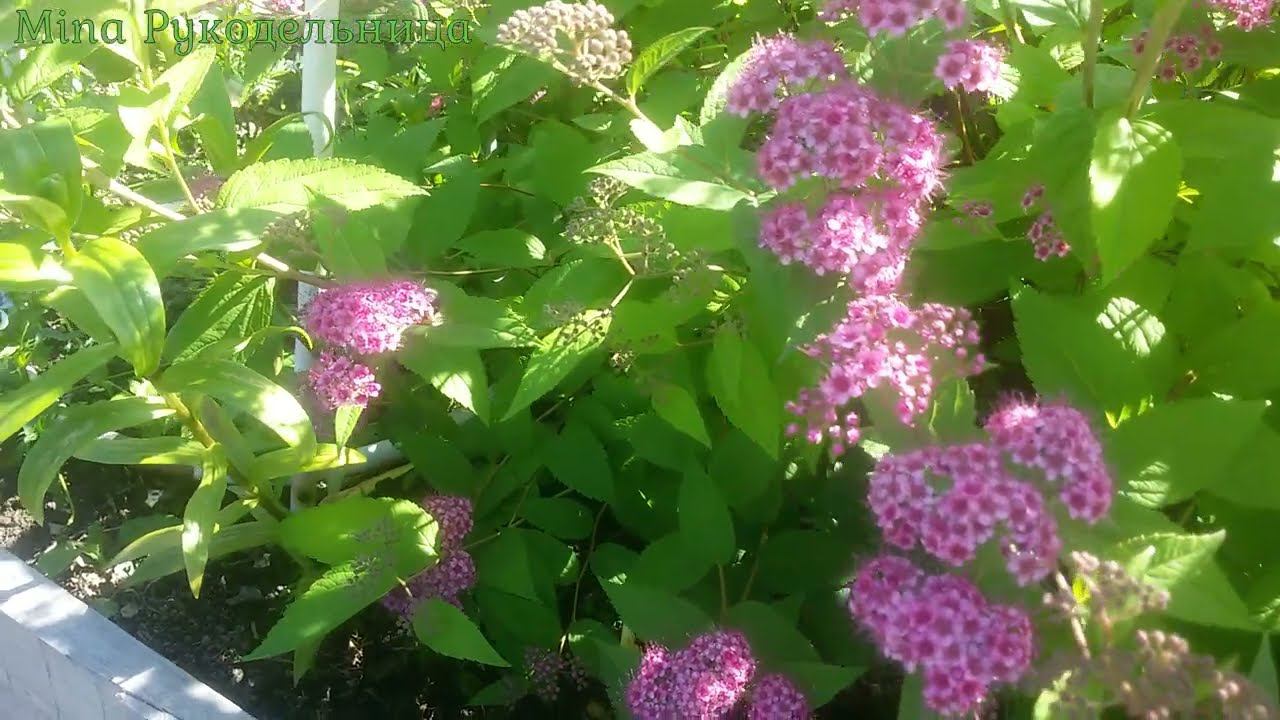 #вышивка 5-10 июля 22г Вышивальная неделя/Эстэ и другие процессы. смотреть онлайн