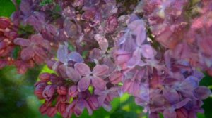 Не жалею, не зову, не плачу. С. Есенин. Романс