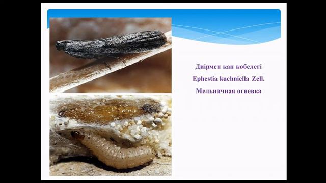 Ионова Е.А. "Вредители зерна" смотреть онлайн