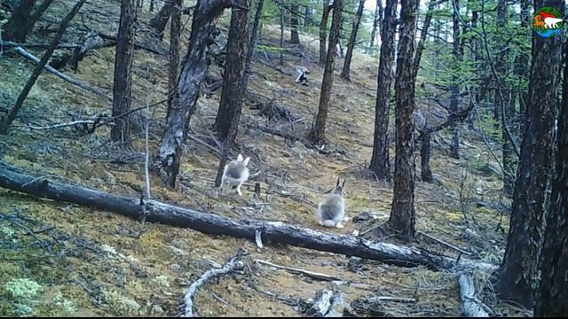 ID2928/ФГБУ Заповедники Таймыра/Встречи на Аяне смотреть онлайн