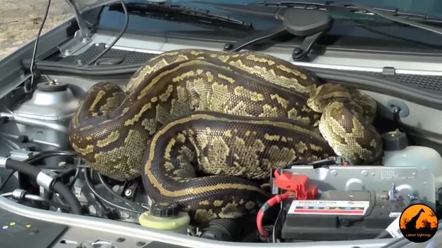 Huge Python in Car's Engine смотреть онлайн