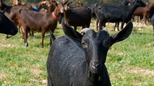 Разведение коз Мурсия-Гранада как бизнес | Козоводство | Порода коз Мурсия Гранада