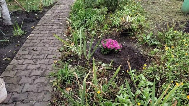 Переезд из Сибири. Купили саженцы. Делаю заготовки. Сушу фрукты.