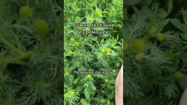 Ромашка/Түймедақ #ромашка#лечебныетравы смотреть онлайн