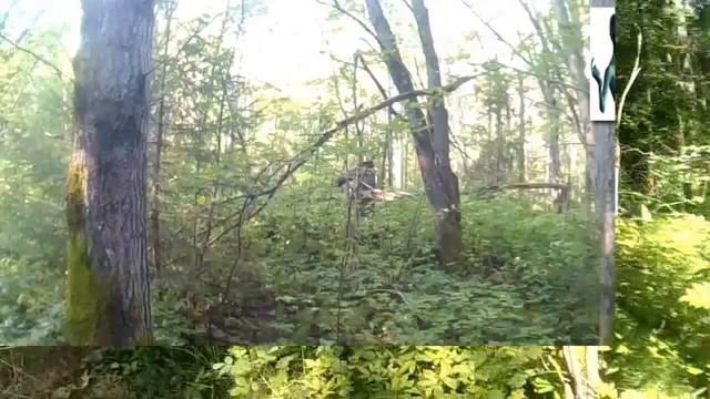 КАМЕРА ЗАСНЯЛА ЛЕШЕГО.CAMERA MISTRESSED THE SPIRIT OF THE FOREST