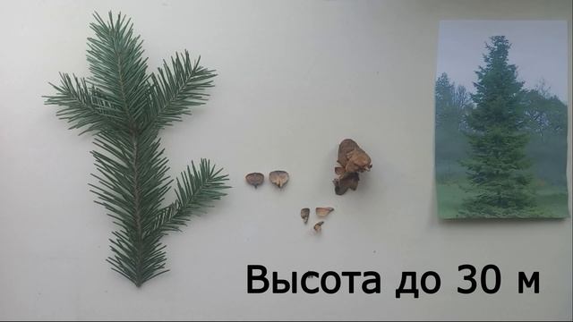 Хвойные породы Томской области смотреть онлайн