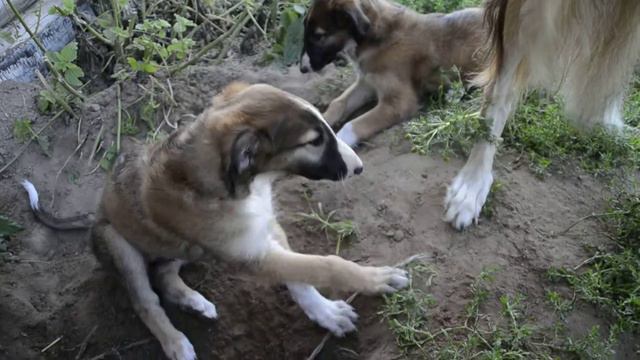 борзые щенки питомника 