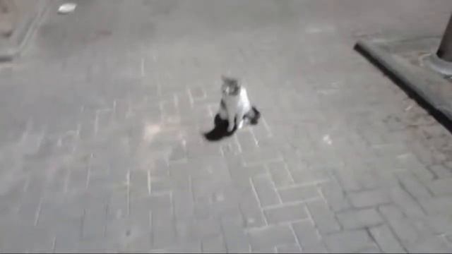 СМЕШНЫЕ КОТЫ едят морковь. 10. FUNNY CATS eat carrot. 面白い猫はニンジンを食べる. Lustige Katzen. 웃긴 고양이. 逗猫. смотреть онлайн