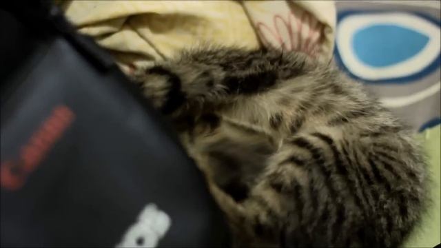 Canon 500D Video Test смотреть онлайн