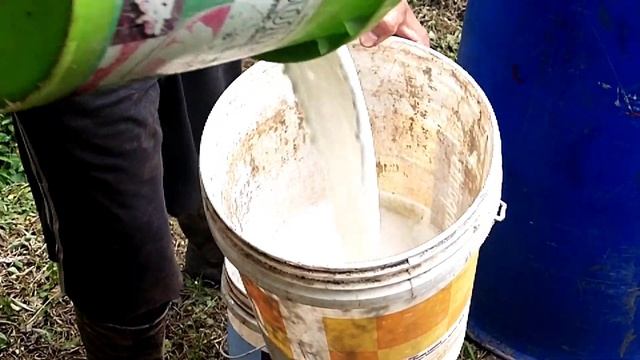 Cardamom plantation/Cultivation method/Idukki смотреть онлайн