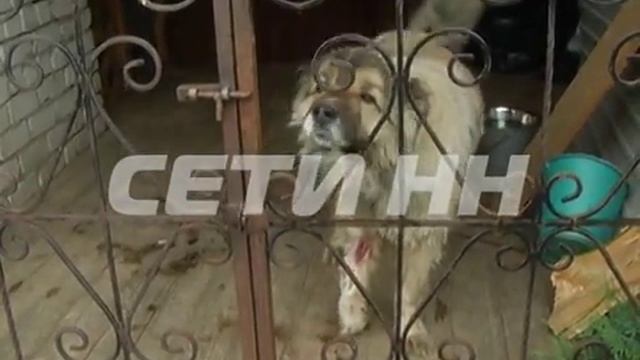 Смотрите в 19.00: в Автозаводском районе из частного питомника вырвались волки.