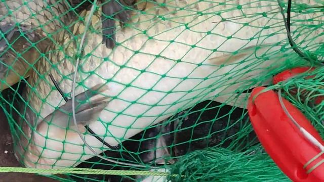 21.05.123 КРХ Белая Дача продолжается раздача на ВИП!От такой белуги ,удочка разлетелась в щепки! смотреть онлайн