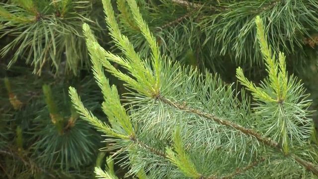 Свети ? смотреть онлайн