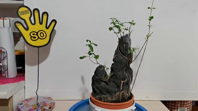 Бонсай на черной скале часть 5