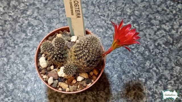 CACTUS PLANTS Indoors Spring/Summer 2021 (Cactus that Bloomed under Grow Lights this year) смотреть онлайн