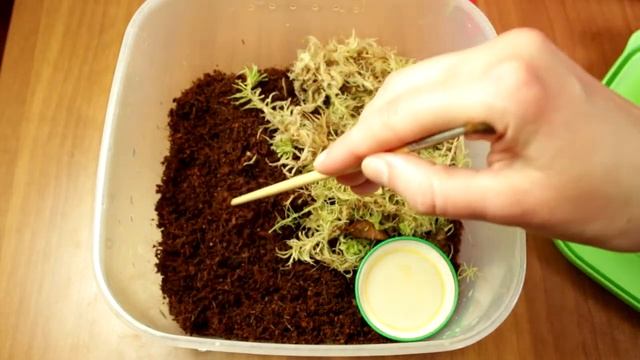 ДОМАШНИЙ СКОРПИОН ? КАК ДЕЛА У ЛАВРЕНТИЯ? (Heterometrus petersi или Азиатский черный скорпион) смотреть онлайн