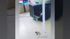 Лезгинские приколы