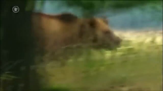 ВОЛКОДАВЫ   7 СОБАК СПОСОБНЫХ ПОБЕДИТЬ ВОЛКА