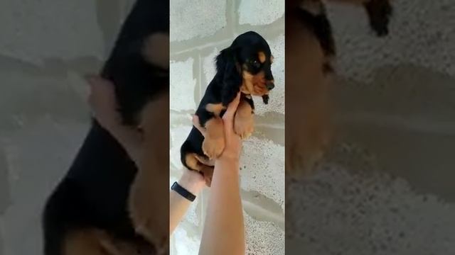 продажа, чёрно подпалый мальчишечка английский кокер спаниель СимферопольКрым доставка по России смотреть онлайн