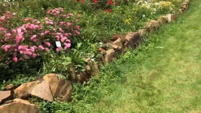 Прогулка по питомнику роз в Германии. смотреть онлайн