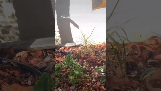 First Bulbs 2021: Paperwhites and Leucojum (Snowflakes) via TikTok – A Gardener's Notebook смотреть онлайн
